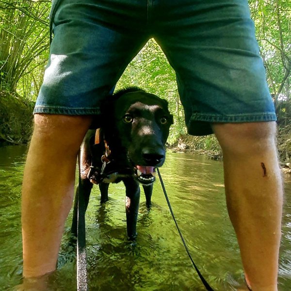 Dog-Walk for Sea-Eye
